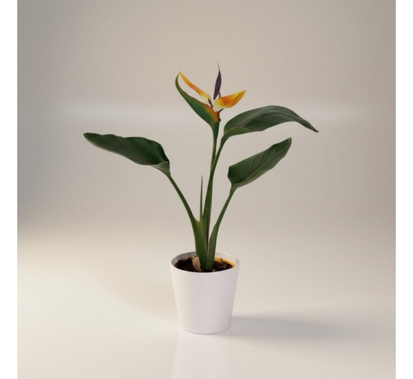 Saksıda Cennet Kuşu